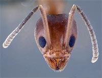 Hormigas y vacunas - Quilo de Ciencia podcast - cienciaes.com