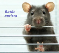 Ratón  autista - Quilo de Ciencia - Cienciaes.com