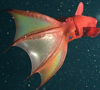 Vampyroteuthis infernalis - El Neutrino podcast - Cienciaes.com