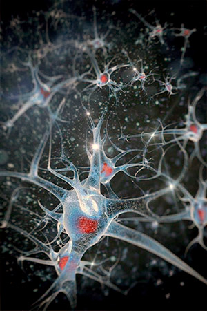 Resultado de imagen de La maraÃ±a de conexiones del cerebro