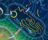Antigenes bacterianos - Quilo de Ciencia - cienciaes.com