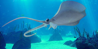 Nectocaris - Zoo de fosiles - Cienciaes.com