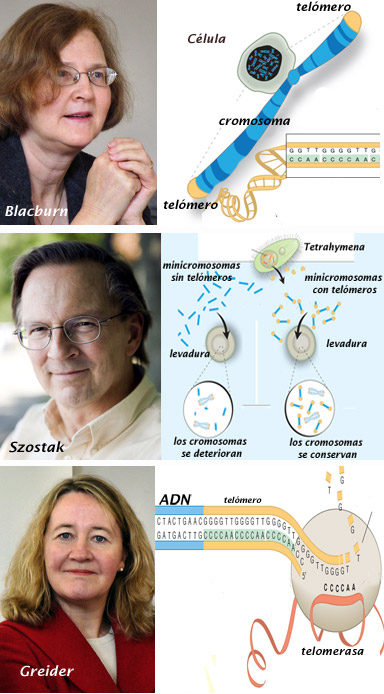 Premios Nobel de Fisiología y Medicina 2009