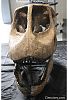 Cráneo de Turiasaurus - Vanguardia de la Ciencia - cienciaes.com