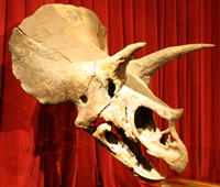 Triceratops - Zoo de fósiles - Cienciaes.com