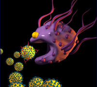 Macrófagos - Hablando con Científicos - Cienciaes.com