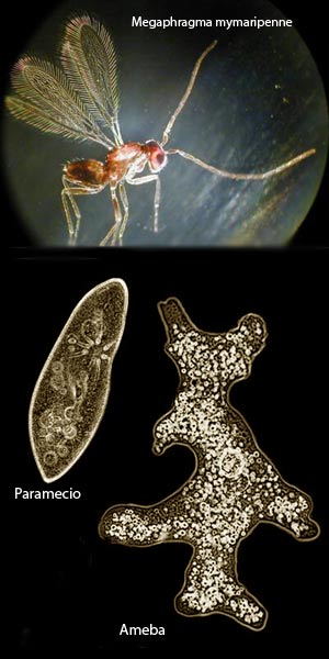 Microavispa - Seis patas tiene la vida - Cienciaes.com