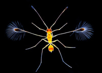 Microavispa - Seis patas tiene la vida - Cienciaes.com