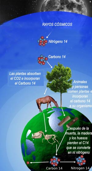 Carbono 14 - El Neutrino - Cienciaes.com