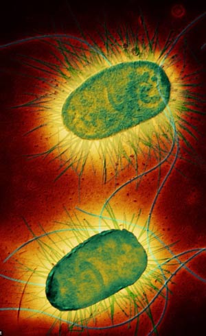 Vitaminasy bacterias - Quilo de Ciencia - Cienciaes.com