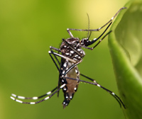 El dengue y el mosquito OX513A - Cierta Ciencia podcast - Cienciaes.com