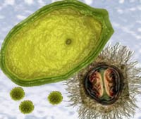 Virus gigantes - Quilo de Ciencia podcast - Cienciaes.com