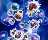 Nueva teoría sobre el sistema inmune - Quilo de Ciencia podcast - CienciaEs.com