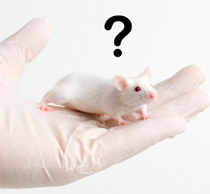Ratón resistente al cáncer - Quilo de Ciencia Podcast - Cienciaes.com