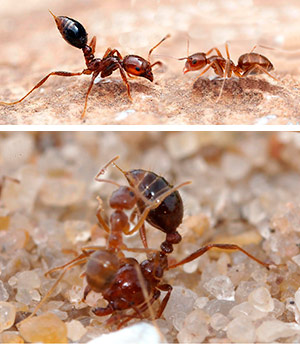 Guerra de hormigas - Quilo de Ciencia podcast - Cienciaes.com