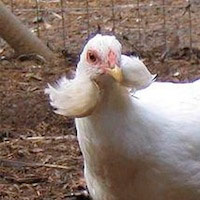 El misterio del gallo americano - Quilo de Ciencia podcast - cienciaes.com