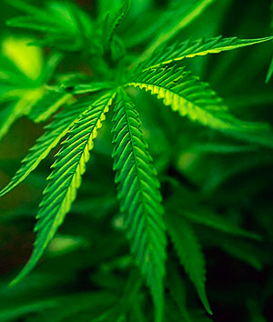 Cannabis, una planta con muchos efectos - Cierta Ciencia Podcast - CienciaEs.com