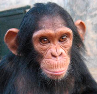 Mente maravillosa de los chimpancés - Quilo de Ciencia Podcast - CienciaEs.com