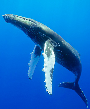 El misterio de la ballena jorobada - Océanos de Ciencia podcast - Cienciaes.com