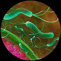 Helicobacter  pylori - Quilo de Ciencia podcast - CienciaEs.com