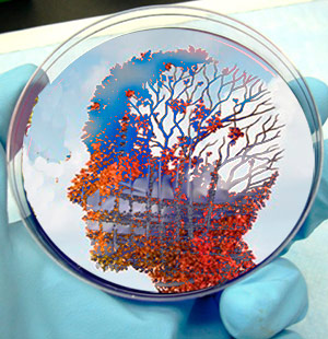 Alzheimer en una placa de Petri - podcast  Cierta Ciencia - CienciaEs.com
