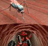 La astucia de la Malaria - Quilo de Ciencia podcast - CienciaEs.com