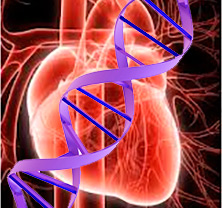 Genes y enfermedad cardiovascular - Podcast Quilo de Ciencia - CienciaEs.com 