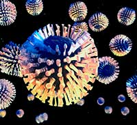 La flagelación de los virus - Quilo de Ciencia podcast - CienciaEs.com