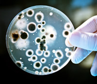 Microorganismos - podcast Cierta Ciencia - CienciaEs.com