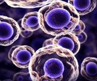 Células madre y cáncer - Cierta Ciencia podcast - CienciaEs-.com