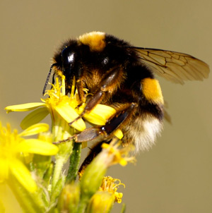 La extinción de los abejorros sureños - Quilo de Ciencia Podcast - CienciaEs.com