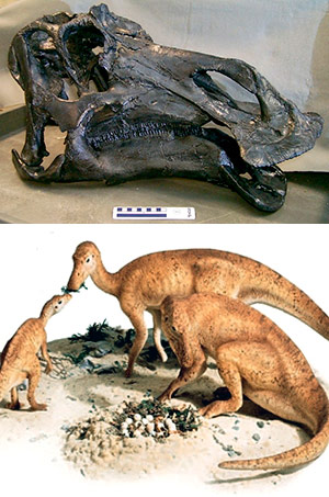 Maiasaura - Poscast Zoo de Fósiles - CienciaEs.com