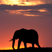 Por qué los elefantes no tienen cáncer. - Podcast "Quilo de Ciencia" - CienciaEs.com