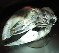 Las dromornítidas, patos gigantes australianos - Zoo de Fósiles - CienciaEs.com