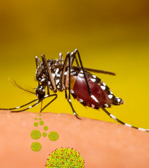 Virus zika - Cierta Ciencia podcast - CienciaEs.com
