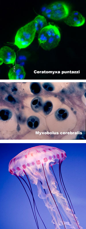 Encuentro con medusa - Quilo de Ciencia Podcast - CienciaEs.com