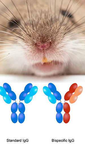 Ratones con súper narices. Doble ataque contra el SIDA - Quilo de Ciencia - CienciaEs.com