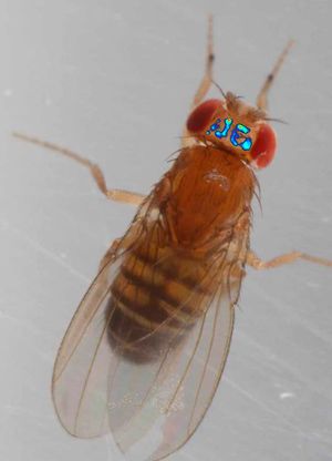 Visualización del estado mental de una mosca.- Quilo de Ciencia podcast - CienciaEs.com