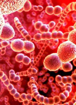 Bacterias por la tolerancia - Quilo de Ciencia - CienciaEs.com