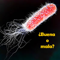 Bacterias buenas - Cierta Ciencia podcast - CienciaEs.com