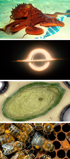 Pulpos, sepias y agujeros negros - Ciencia Fresca podcast - CienciaEs.com