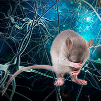 Tiempos sombríos y neurogénesis - Cierta Ciencia podcast - CienciaEs.com