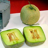 Melones cuadrados, fresas blancas - Cierta ciencia podcast - CienciaEs.com