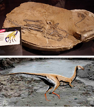  Limusaurus, el dinosaurio del fango - Zoo de fósiles - CienciaEs.com