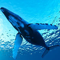 ¿Cuándo crecieron las ballenas? - Quilo de Ciencia podcast - CienciaEs.com