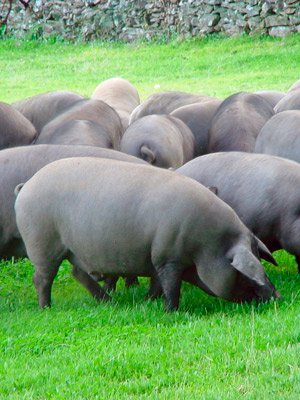 Cerdos transgénicos resistentes al frío - Quilo de Ciencia podcast - CienciaEs.com