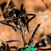 Hormigas enfermeras