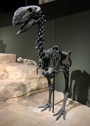 Gastornis, el ave de Gastón - Zoo de Fósiles podcast - CienciaEs.com