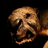 Diprotodon, el mayor marsupial de todos los tiempos - Zood de Fósiles podcast - CienciaEs.com