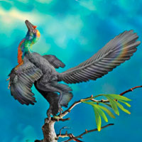 Caihong juji - Zoo de Fósiles podcast - CienciaEs.com